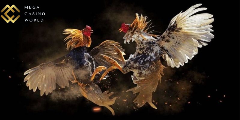 Cá cược đá gà được phát sóng trực tiếp từ các trường quốc tế